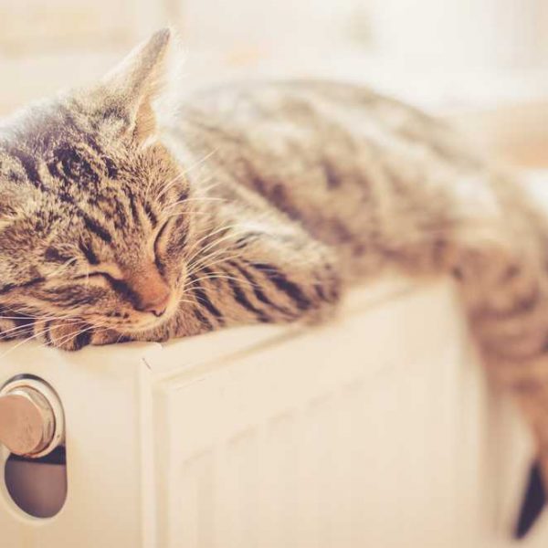 Beautiful tabby kitten sleeps on the radiator near the window in the sun. The cat lies on a warm heating radiator